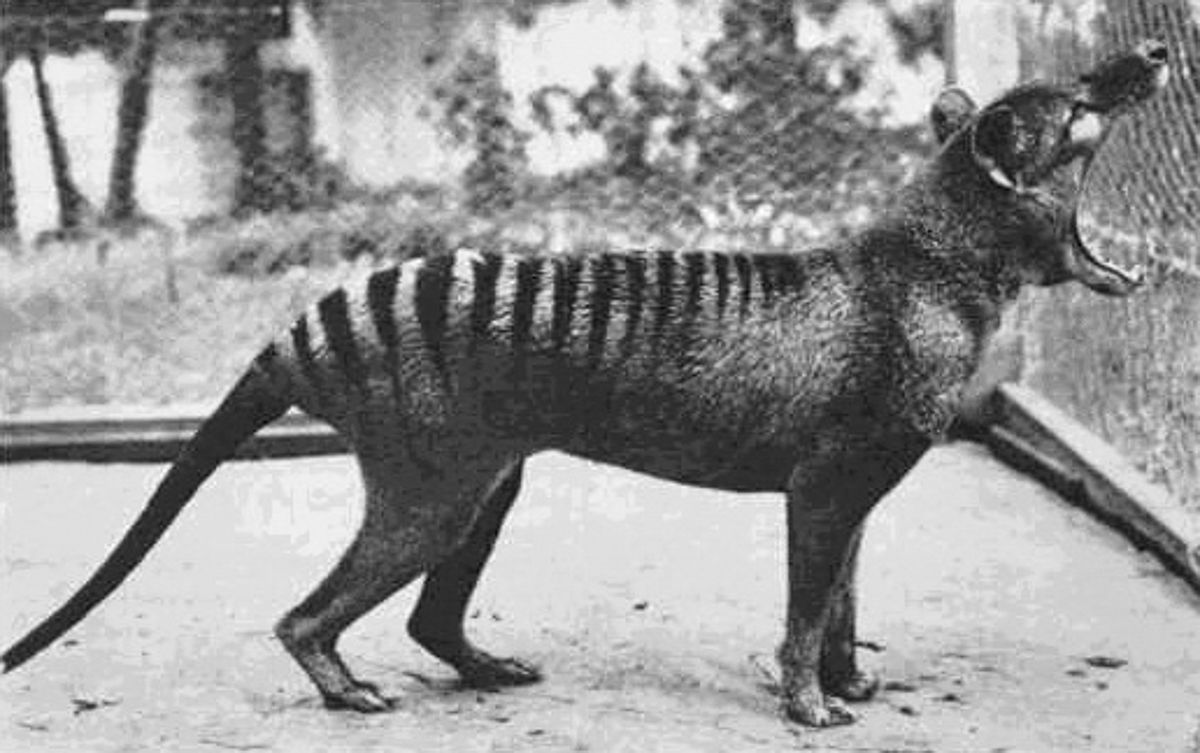reconstruindo o passado noticias tigre da tasmânia ou lobo da