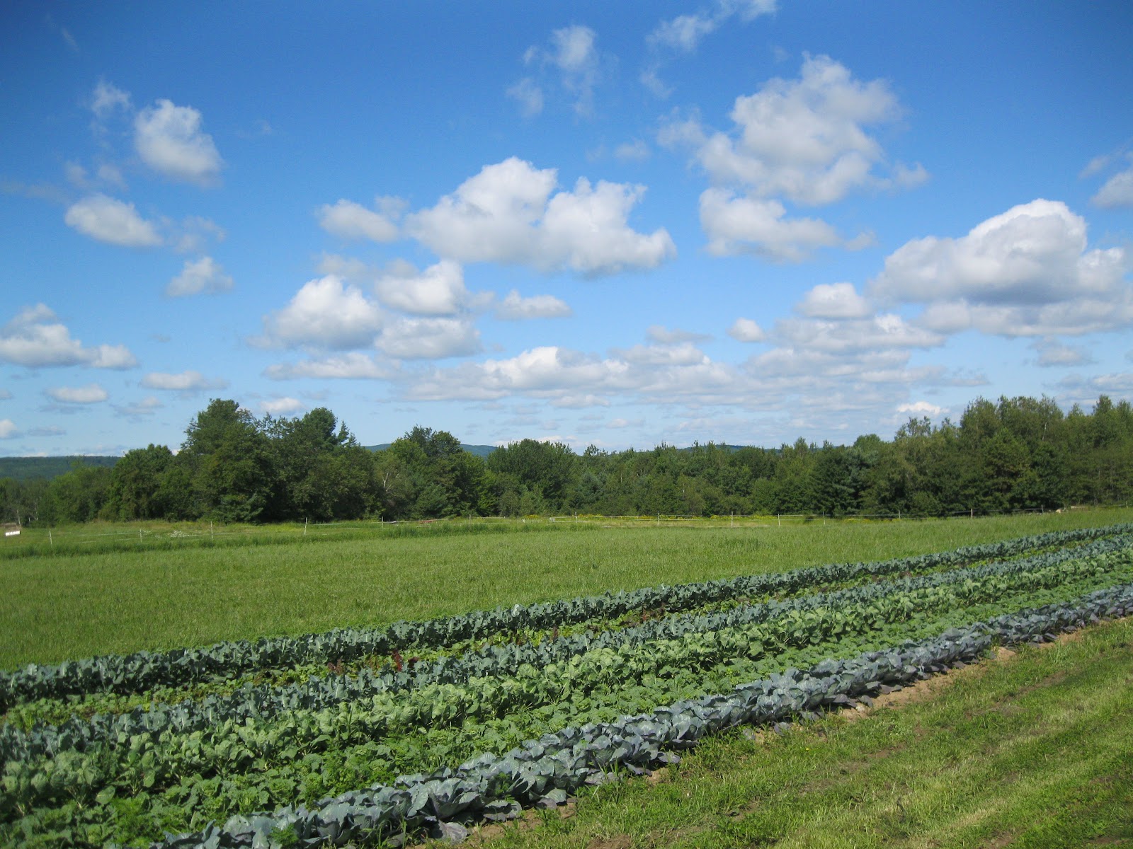 black kettle farm CSA Member Testimonials
