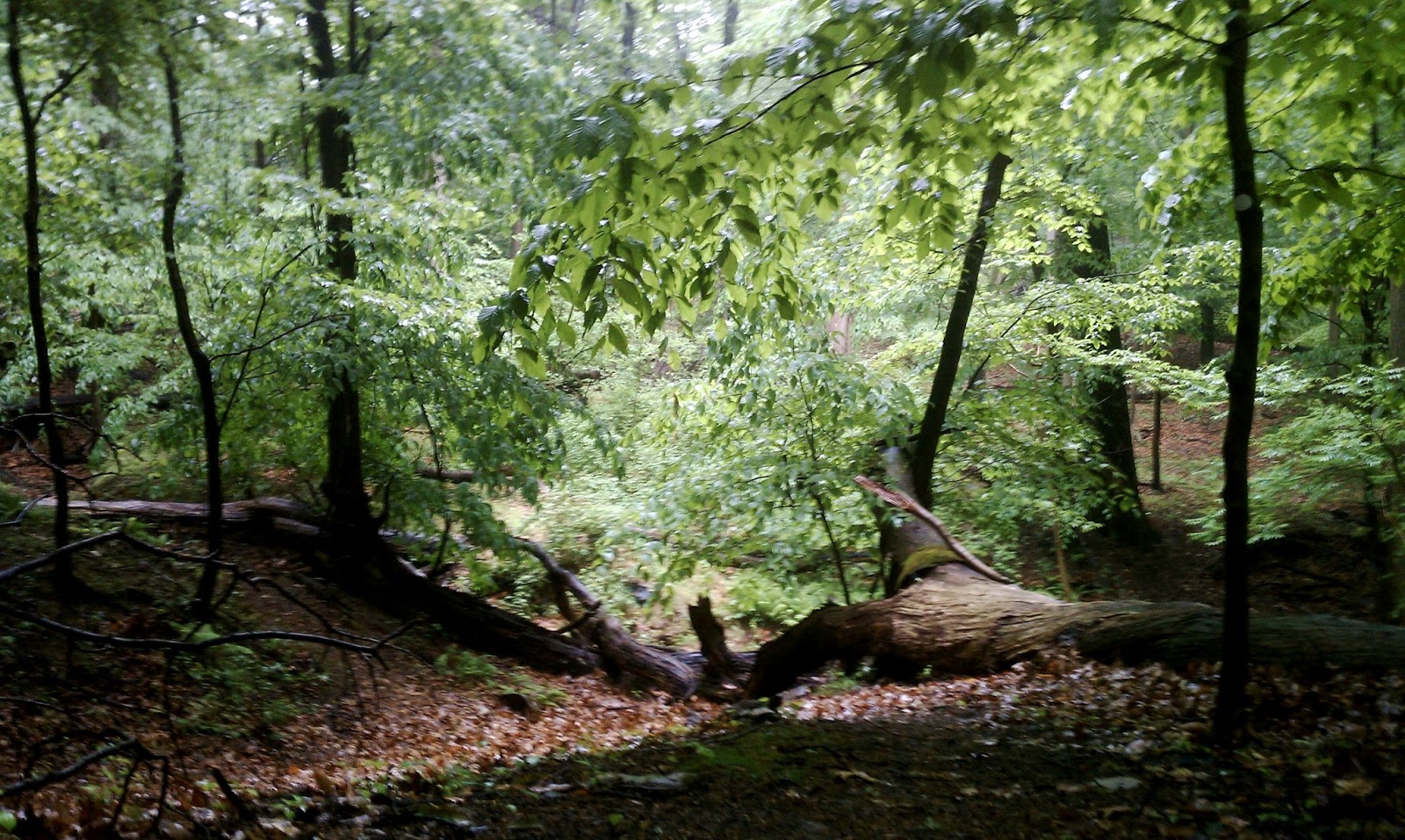 A Cyclocross Racer gladwyne