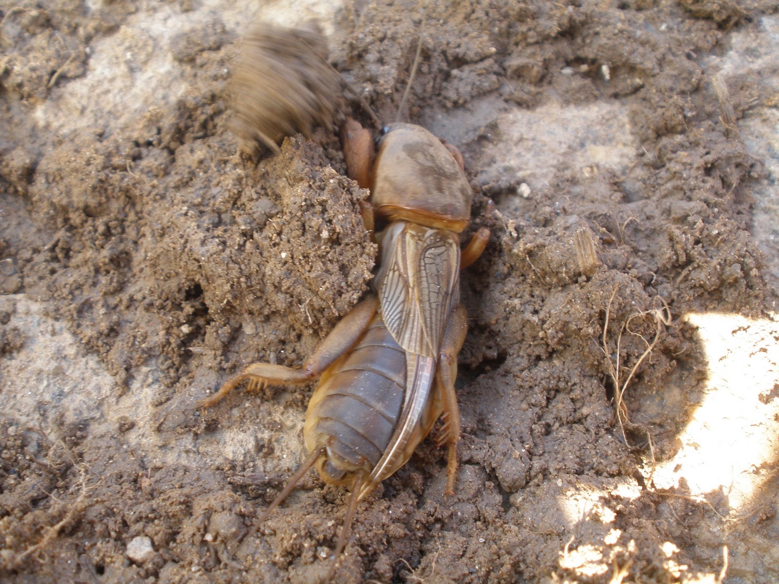 Davik de la Sierra Grillo de Visera (Sciobia lusitánica