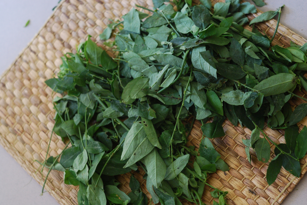 Jual Daun Herbal Murah Segar Dan Kering Kualitas Terjamin Jual Daun Katuk