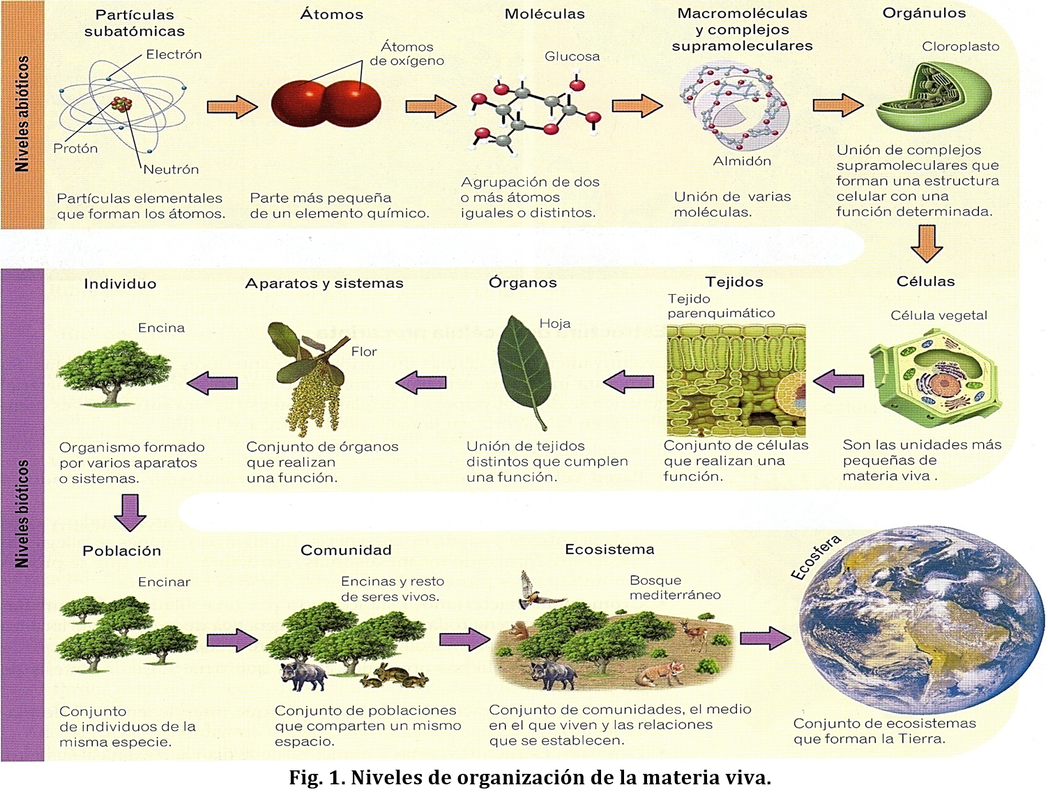 Biología Ciencia De La Vida Niveles De OrganizaciÓn BiolÓgica