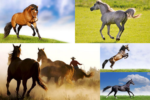 Fotografías de caballos VII (Equinos de Pura Sangre)