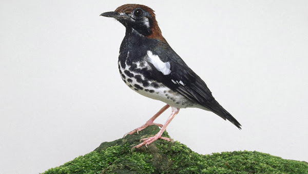 46+ Harga burung anis macan 2019 terupdate