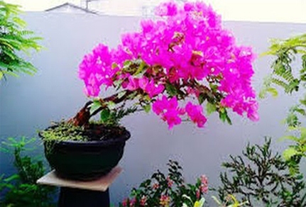 Cara Membuat Bonsai Bunga Kertas (Bougenville) 