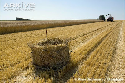 Montagu´s Harrier nest