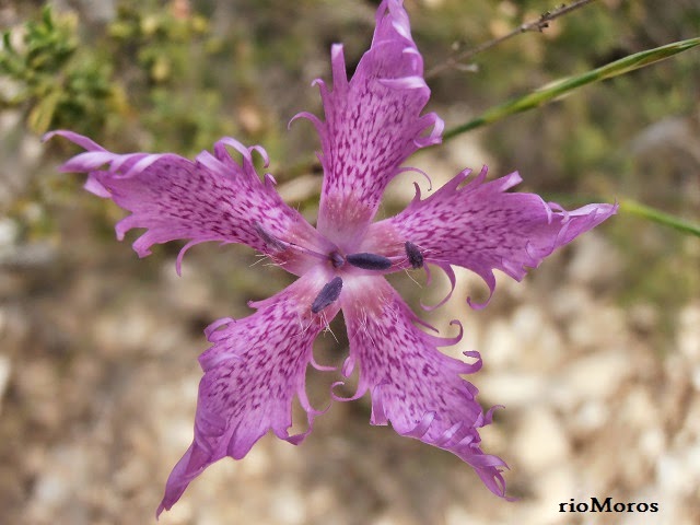 CLAVELLINA DE PASTOR: Dianthus broteri