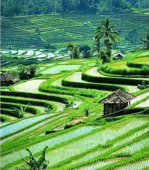 Pemandangan Alam Sawah di Desa Lereng Bukit Cantik Pemandangan Alam Sawah di Desa Lereng Bukit Cantik