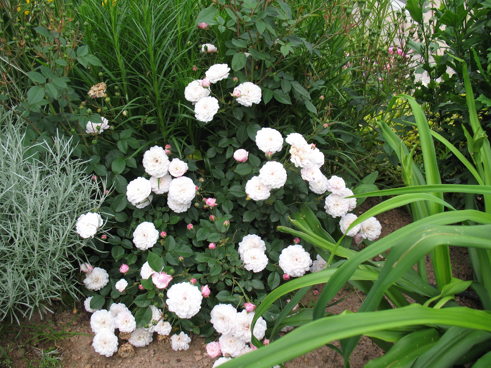 Эйвон духи литр вай дресс. Роза уайт парковая. Роза полиантовая. Мэйфлауэр роза подворье. Роза уайт (полиантовая) в.