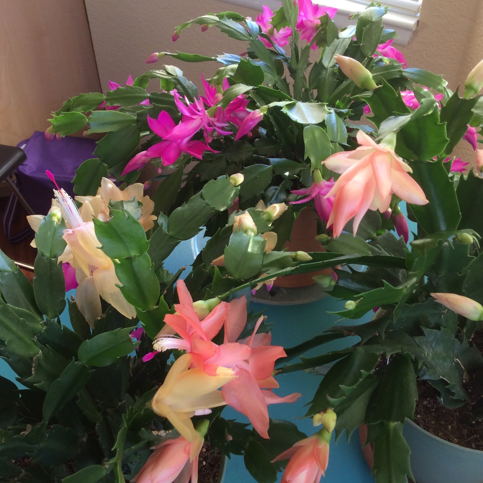 COHorts Holiday Cacti Will they bloom for Christmas?