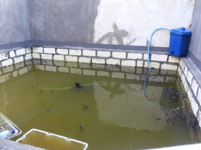 Hcs Gresik Soc Sot Phefoc Budidaya Belut Tanpa Lumpur Lamongan