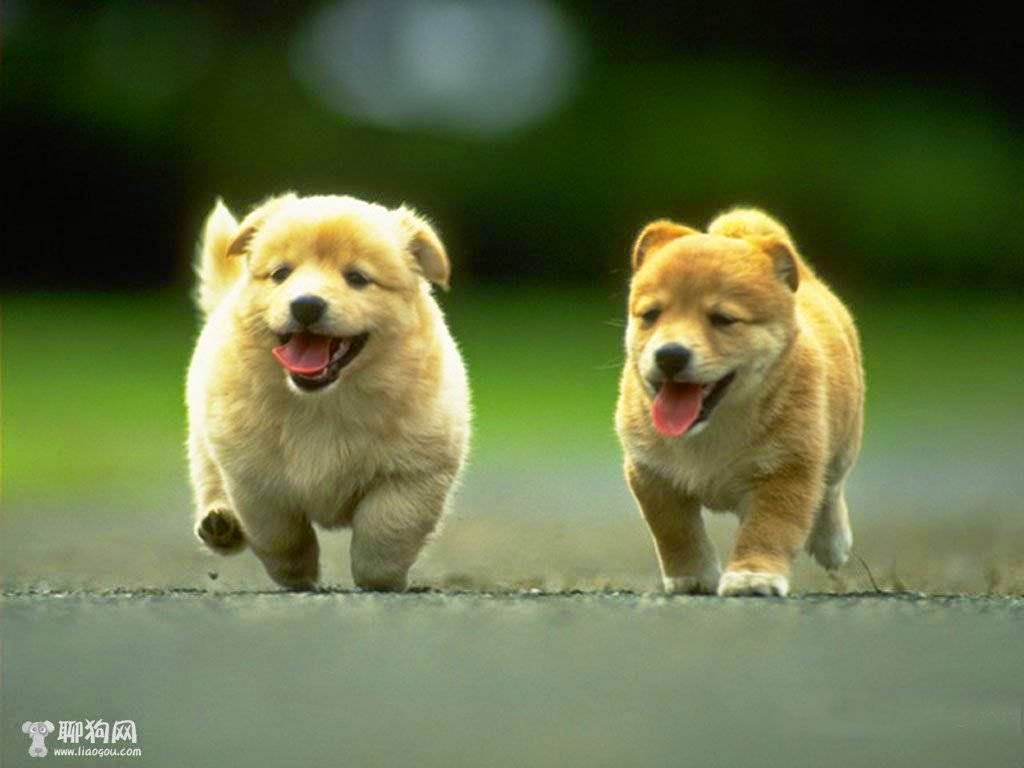 Hình ảnh những chú chó dễ thương nhất thế giới | Ảnh Cún con đáng yêu