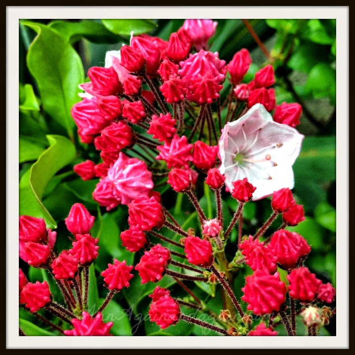 minuet mountain laurel minuet mountain laurel
