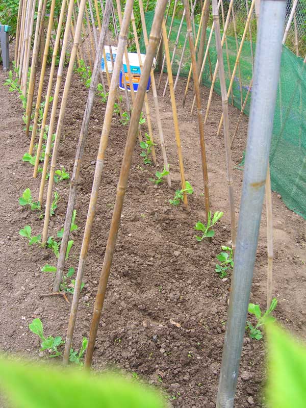 Allotment Garden Exhibition sweet peas the next stage.