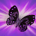 Zwart paarse namaak vlinder aan de muur