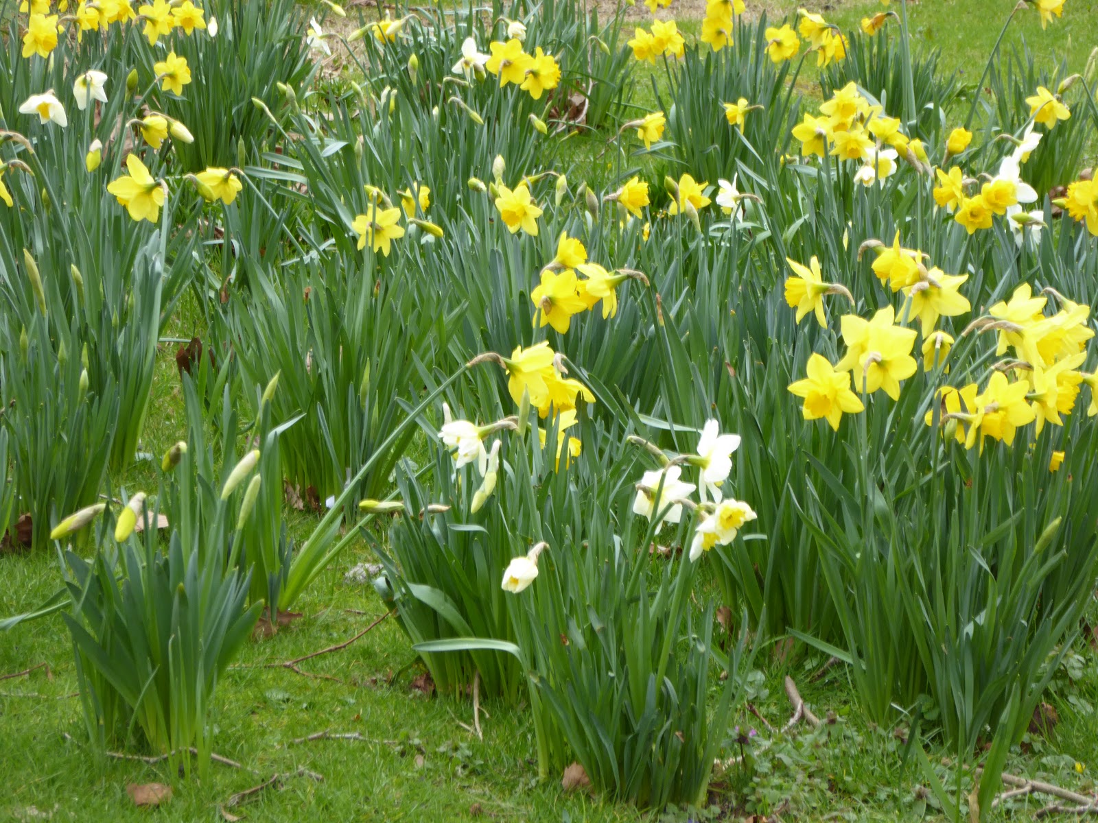 Jane's Journal Dancing daffodils