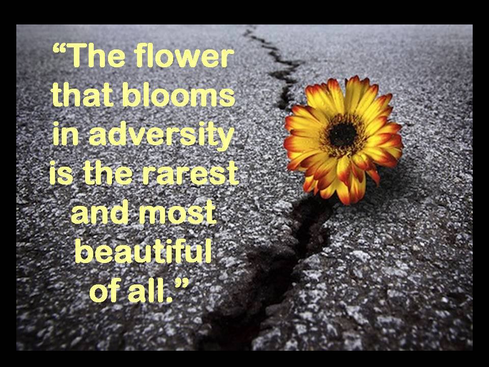 The flower that blooms in adversity is the rarest and most beautiful of