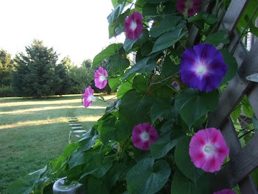 My Morning Glories --- My Outside Quilt