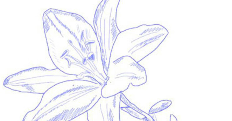 gambar sketsa mewarnai bunga lili