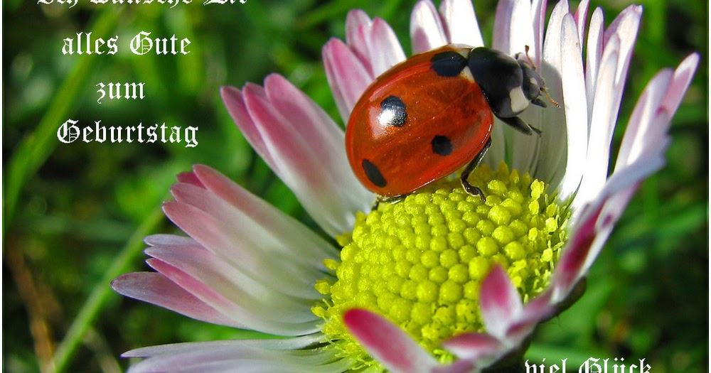 danke für die glückwünsche spanisch