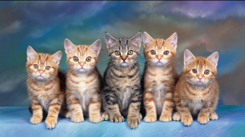 How to Keep Your Cats Healthy and Happy How to Keep Your Cats Healthy and Happy