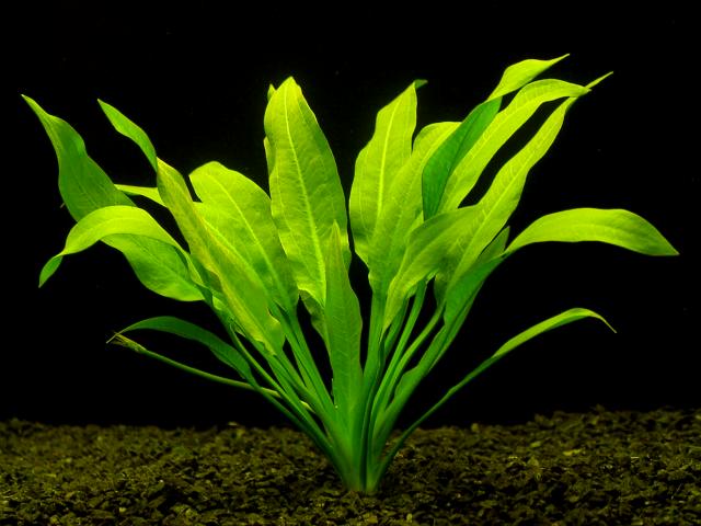 spider plant bearded dragon tank plants spider plant bearded dragon tank plants