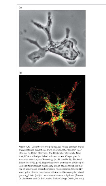 Dendritic cell morphology. (a) Phase‐contrast image of an unstained dendritic cell with characteristic “dendron tree.”