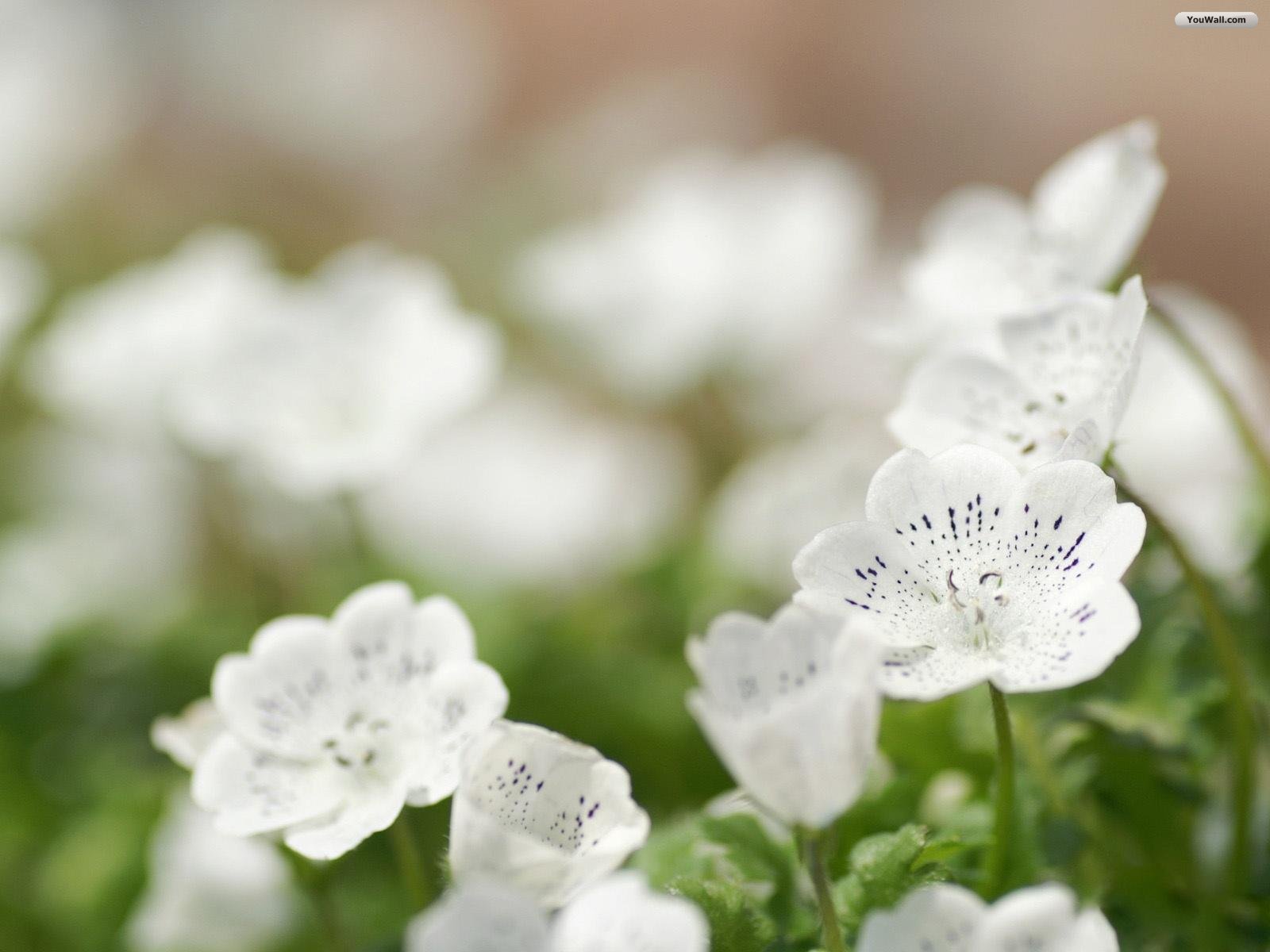 Info Wallpapers: white flower wallpapers
