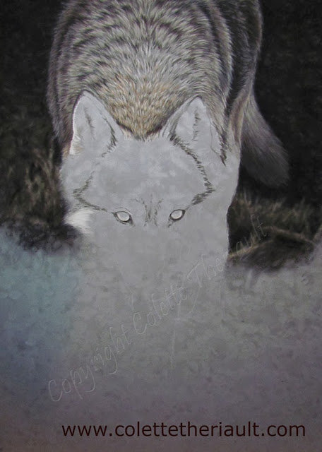 Wolf Painting in progress by Canadian Wildlife Artist Colette Theriault