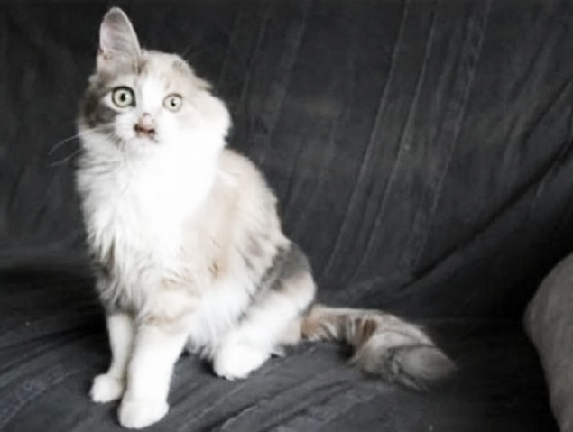 Gatita desfigurada ya recuperada