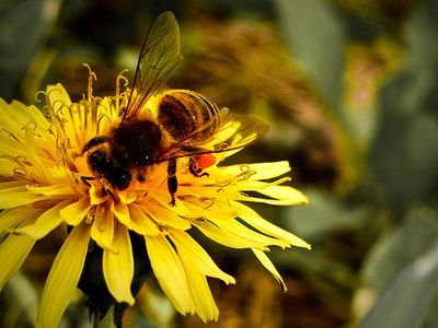 bee venom bee venom