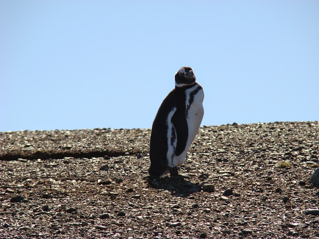 Punta Arenas, crucero por la Patagonia. Que hacer, a donde ir, que visitar