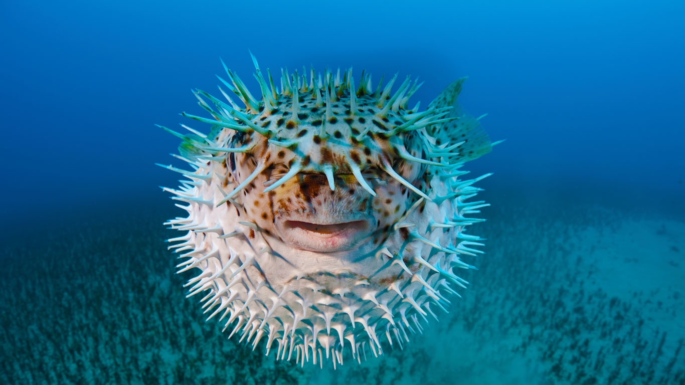 Spotfin porcupinefish near Hawaii