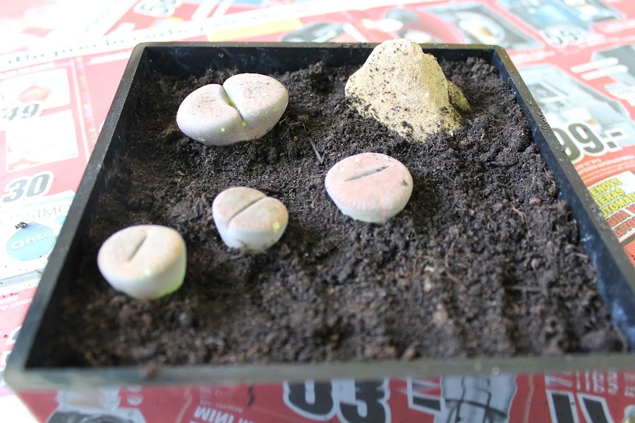 lithops en maceta