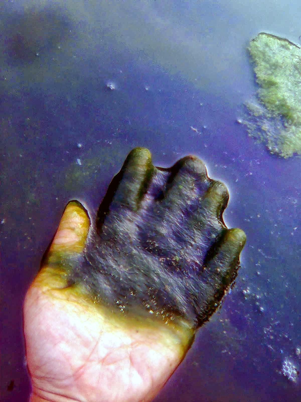 Umpan Ikan Mujair Yang Paling Ampuh Nirwana Nusantara