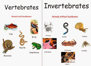 vertebrates invertebrates animals vertebrate science invertebrate animal examples types fish kingdom five sancho 1 2 reptiles ii reproduction species amphibians
