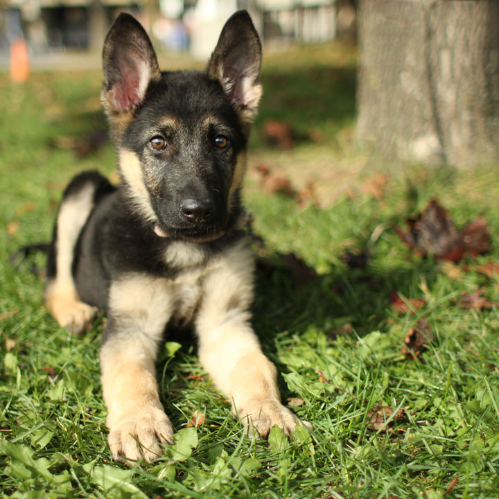 Best Age to Buy a German Shepherd Puppy In Sweden