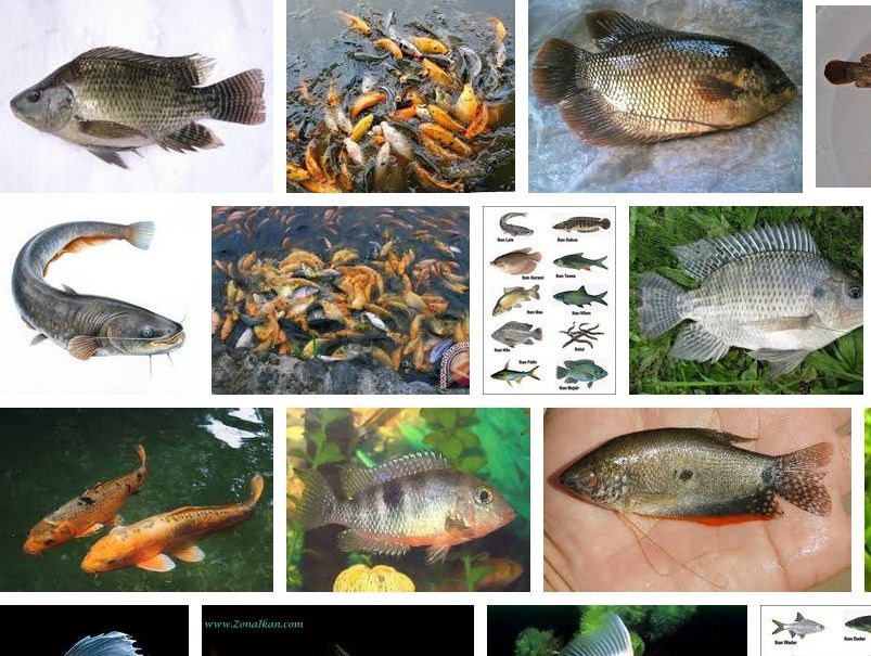 Cara Memelihara Ikan yang Baik dan Benar Cara Memelihara Ikan yang Baik dan Benar