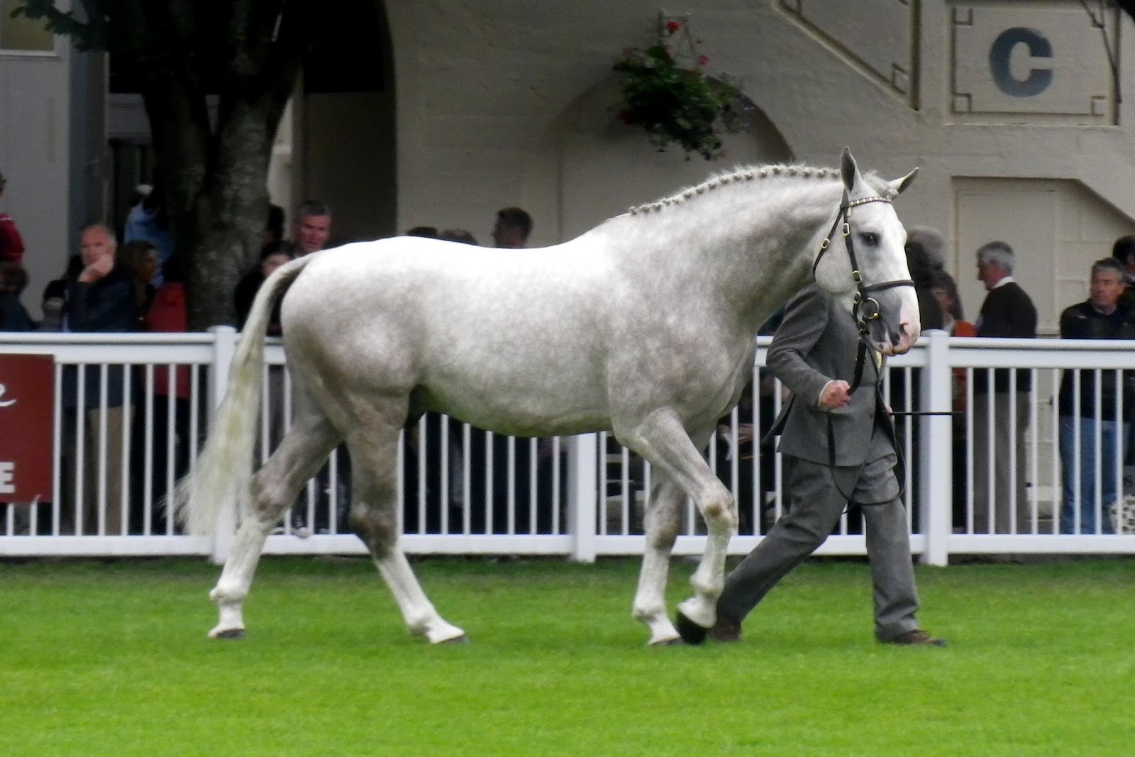 RDS Dublin Horse Show 2013 Irish Draught Stallions Tack N Tails
