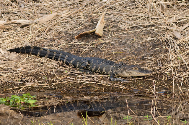 American Alligator - St John's River, Florida American Alligator - St John's River, Florida