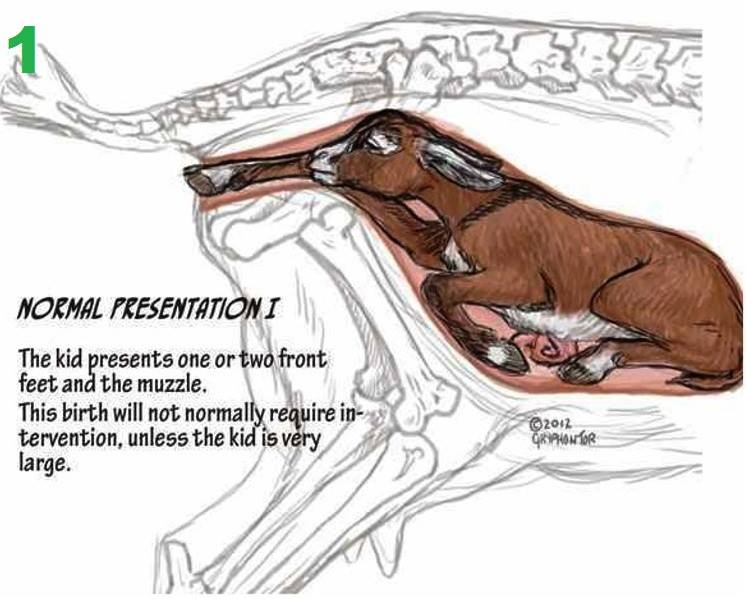 Goat Labor, Birth and Kid Position
