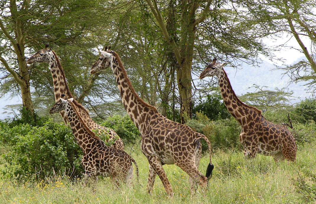 Giraffen Familie in Afrika
