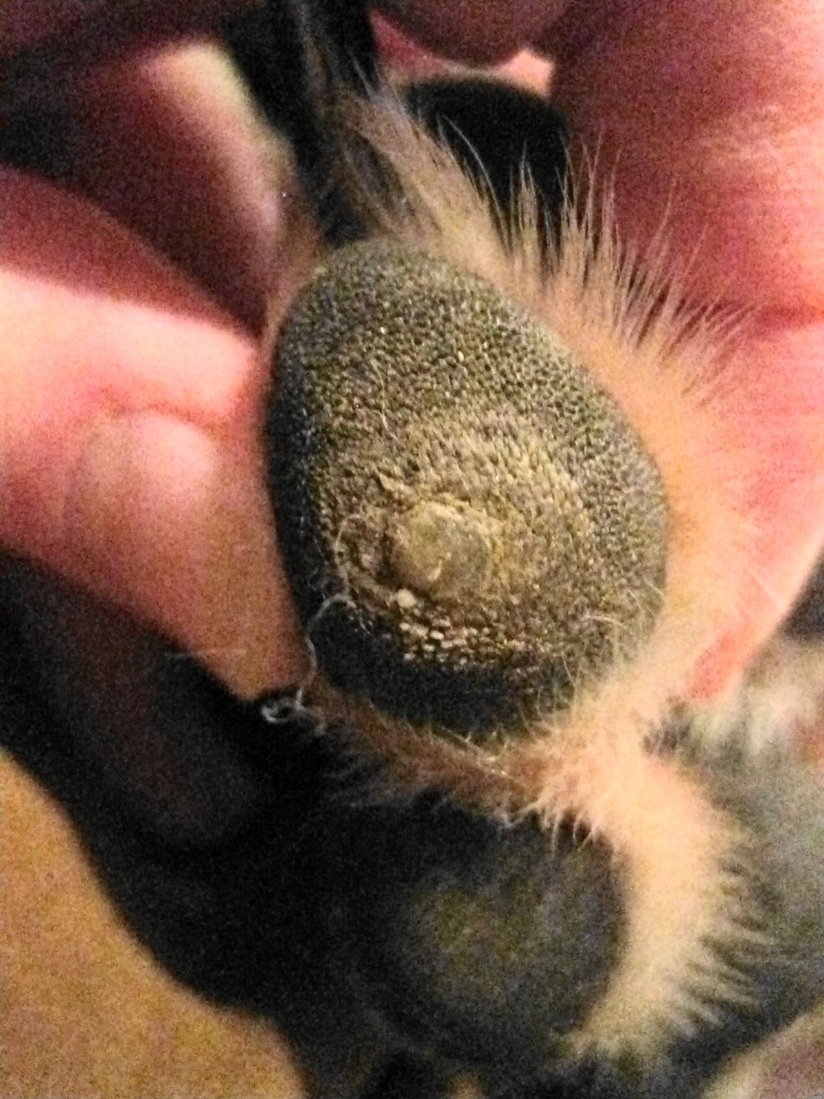 Baron and his Corn-Searching for a Cure: February 2013