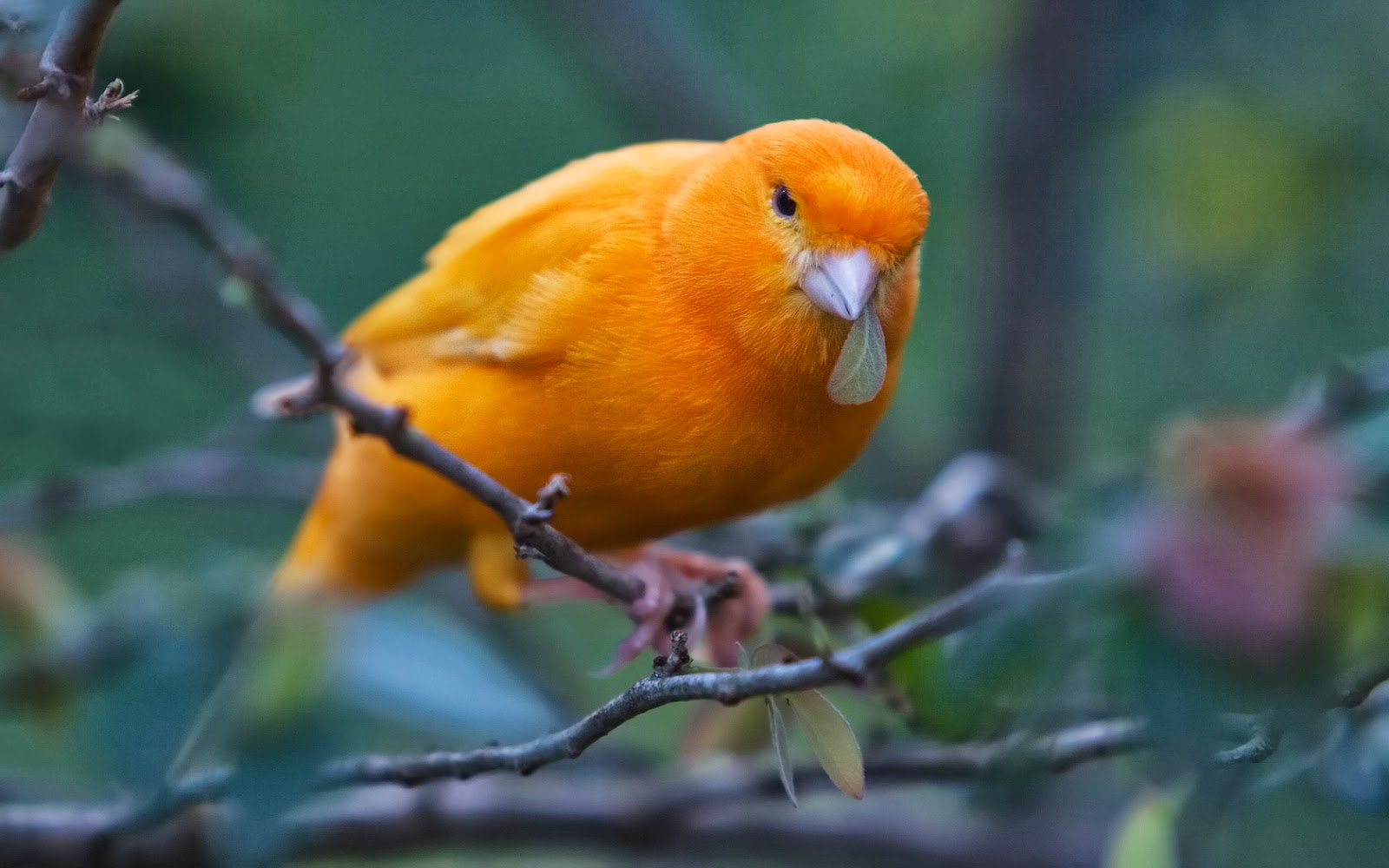 Differents Birds pics Orange Bird