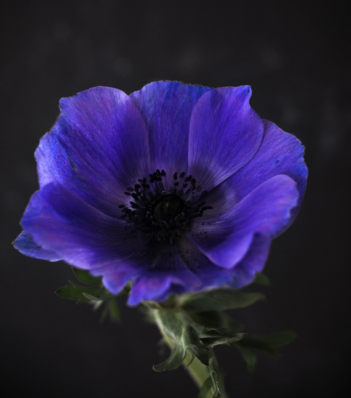 blue Anemone, shot in a moody style