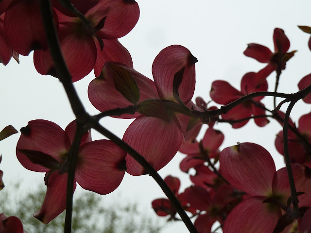 Pink Dogwood flowers in Brooklyn