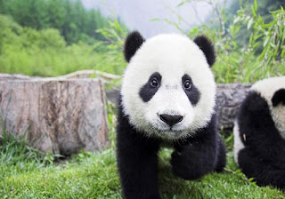 صور باندا – الدب  Panda Animaux-1413107276720-u