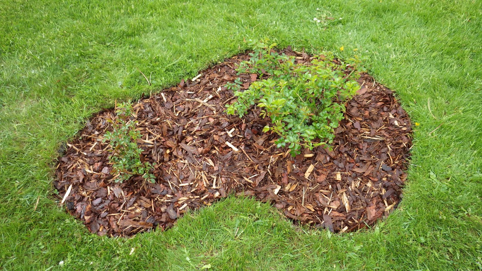 Urbandendro How to make a freeform mulching areas?
