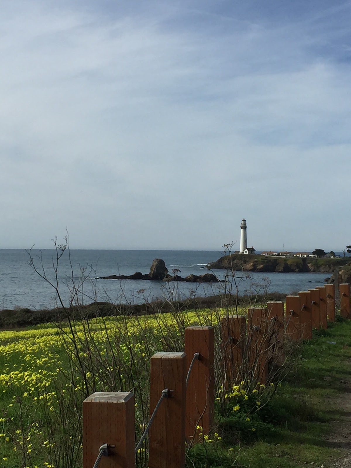 Dishy News - A Transferware Blog: ELEPHANT SEALS, ENDANGERED SPECIES