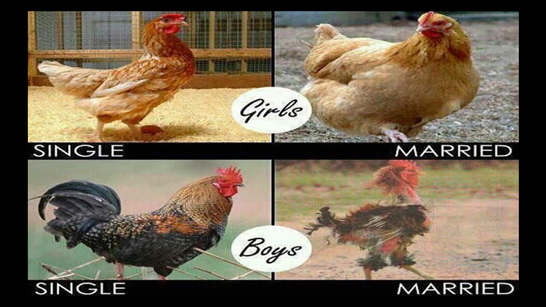 Not Even Us Animals Too Suffer D Not Even Us Animals Too Suffer D